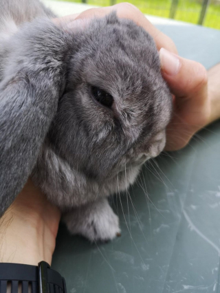 Illustration de l'article : 16 gros plans mettant en valeur la jolie petite bouille des lapins