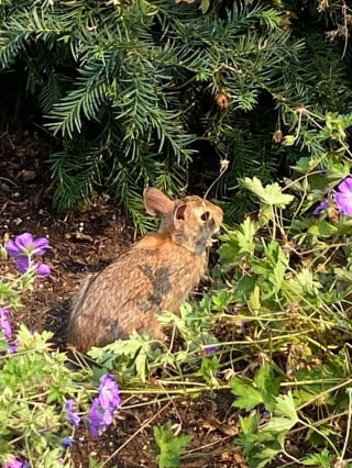 Illustration de l'article : 20 photos de lapins à regarder pour adoucir votre journée