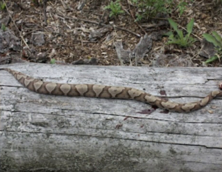 Illustration de l'article : Un chien héroïque risque sa vie pour sauver son propriétaire d'un serpent venimeux