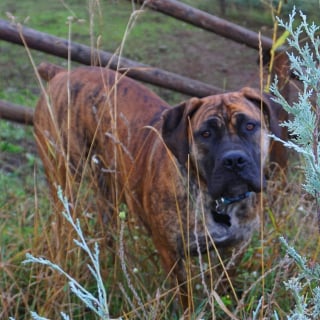 Illustration de l'article : Un chien héroïque réveille sa propriétaire en pleine nuit pour prêter assistance à un poulain en danger