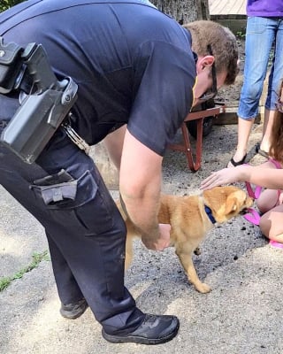 Illustration de l'article : Un chien pris au piège sous une maison déclenche l'intervention des policiers