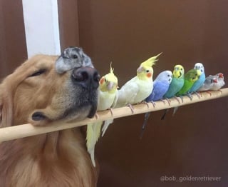 Illustration de l'article : 19 photos d'un Golden Retriever qui a pour meilleurs amis des oiseaux et un hamster