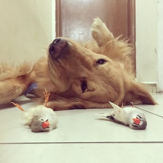 Illustration de l'article : 19 photos d'un Golden Retriever qui a pour meilleurs amis des oiseaux et un hamster