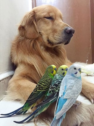 Illustration de l'article : 19 photos d'un Golden Retriever qui a pour meilleurs amis des oiseaux et un hamster