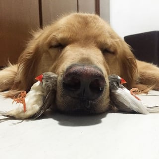 Illustration de l'article : 19 photos d'un Golden Retriever qui a pour meilleurs amis des oiseaux et un hamster