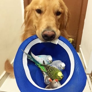 Illustration de l'article : 19 photos d'un Golden Retriever qui a pour meilleurs amis des oiseaux et un hamster