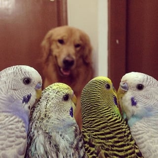 Illustration de l'article : 19 photos d'un Golden Retriever qui a pour meilleurs amis des oiseaux et un hamster