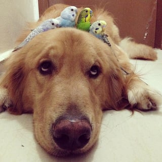 Illustration de l'article : 19 photos d'un Golden Retriever qui a pour meilleurs amis des oiseaux et un hamster