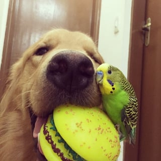 Illustration de l'article : 19 photos d'un Golden Retriever qui a pour meilleurs amis des oiseaux et un hamster