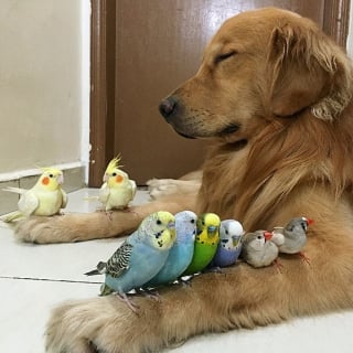 Illustration de l'article : 19 photos d'un Golden Retriever qui a pour meilleurs amis des oiseaux et un hamster