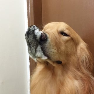 Illustration de l'article : 19 photos d'un Golden Retriever qui a pour meilleurs amis des oiseaux et un hamster