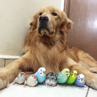 Illustration de l'article : 19 photos d'un Golden Retriever qui a pour meilleurs amis des oiseaux et un hamster