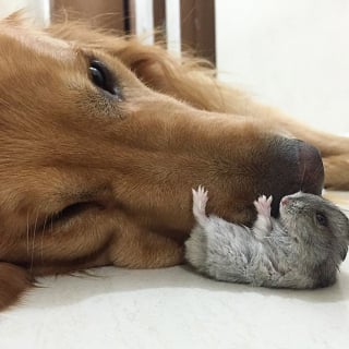 Illustration de l'article : 19 photos d'un Golden Retriever qui a pour meilleurs amis des oiseaux et un hamster