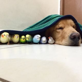 Illustration de l'article : 19 photos d'un Golden Retriever qui a pour meilleurs amis des oiseaux et un hamster