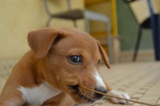 Illustration de l'article : 18 photos prises par des amateurs de Basenji