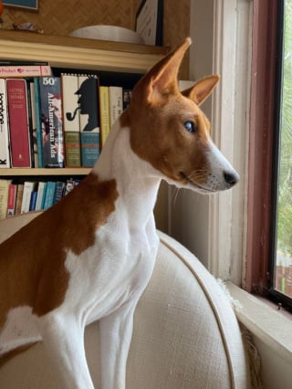 Illustration de l'article : 18 photos prises par des amateurs de Basenji