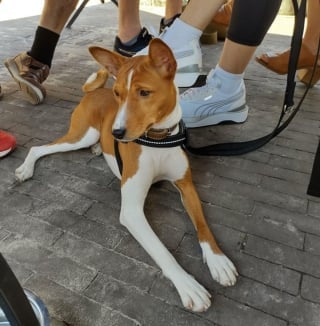 Illustration de l'article : 18 photos prises par des amateurs de Basenji