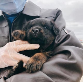 Illustration de l'article : 20 photos de chiots Rottweiler au charme ravageur