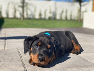 Illustration de l'article : 20 photos de chiots Rottweiler au charme ravageur