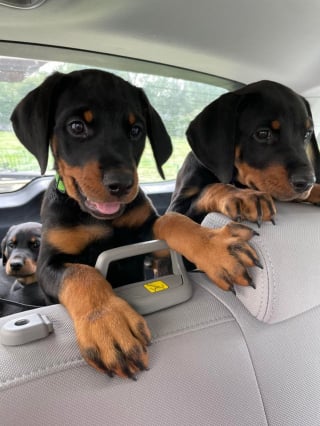 Illustration de l'article : 20 photos de chiots Rottweiler au charme ravageur