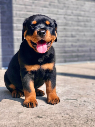 Illustration de l'article : 20 photos de chiots Rottweiler au charme ravageur