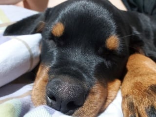 Illustration de l'article : 20 photos de chiots Rottweiler au charme ravageur