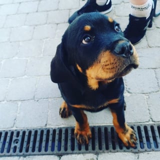 Illustration de l'article : 20 photos de chiots Rottweiler au charme ravageur