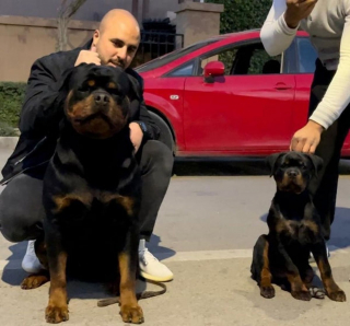 Illustration de l'article : 20 photos de chiots Rottweiler au charme ravageur