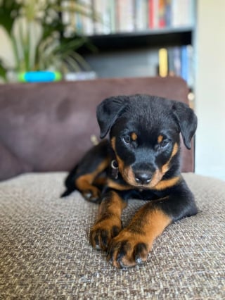 Illustration de l'article : 20 photos de chiots Rottweiler au charme ravageur