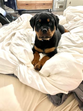 Illustration de l'article : 20 photos de chiots Rottweiler au charme ravageur