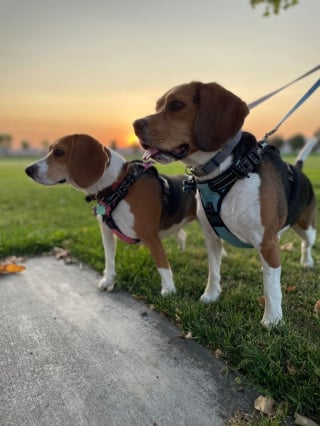 Illustration de l'article : 20 photos de Beagles doux et attachants