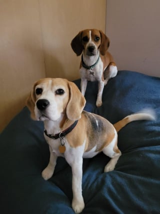 Illustration de l'article : 20 photos de Beagles doux et attachants