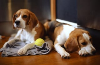 Illustration de l'article : 20 photos de Beagles doux et attachants