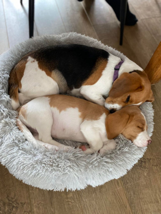 Illustration de l'article : 20 photos de Beagles doux et attachants