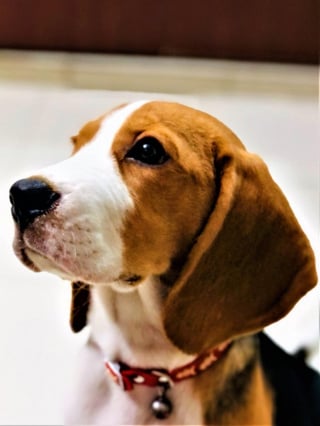 Illustration de l'article : 20 photos de Beagles doux et attachants