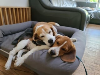 Illustration de l'article : 20 photos de Beagles doux et attachants