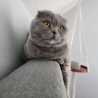 Illustration de l'article : Le Scottish Fold en 19 photos qui vous feront aimer cette race