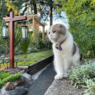 Illustration de l'article : Le Scottish Fold en 19 photos qui vous feront aimer cette race