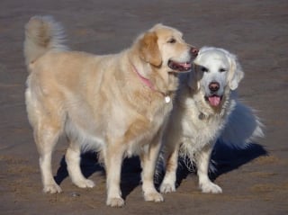 Illustration de l'article : Un chauffeur de taxi généreux propose ses services pour emmener un chien malade à son endroit préféré