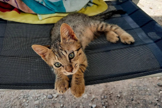 Illustration de l'article : En rencontrant des voyageurs sur la plage, ce chaton affamé reçoit bien plus qu'un simple repas !