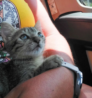 Illustration de l'article : En rencontrant des voyageurs sur la plage, ce chaton affamé reçoit bien plus qu'un simple repas !