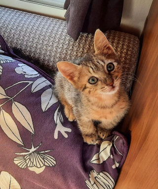 Illustration de l'article : En rencontrant des voyageurs sur la plage, ce chaton affamé reçoit bien plus qu'un simple repas !