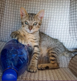 Illustration de l'article : En rencontrant des voyageurs sur la plage, ce chaton affamé reçoit bien plus qu'un simple repas !