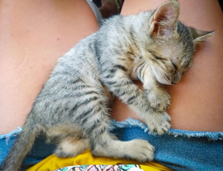 Illustration de l'article : En rencontrant des voyageurs sur la plage, ce chaton affamé reçoit bien plus qu'un simple repas !