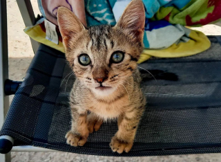 Illustration de l'article : En rencontrant des voyageurs sur la plage, ce chaton affamé reçoit bien plus qu'un simple repas !