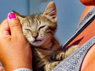 Illustration de l'article : En rencontrant des voyageurs sur la plage, ce chaton affamé reçoit bien plus qu'un simple repas !