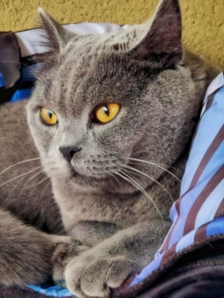 Illustration de l'article : 20 photos de British Shorthair remplies d'élégance