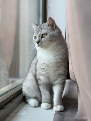 Illustration de l'article : 20 photos de British Shorthair remplies d'élégance