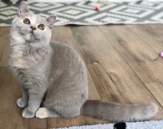 Illustration de l'article : 20 photos de British Shorthair remplies d'élégance