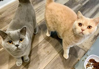 Illustration de l'article : 20 photos de British Shorthair remplies d'élégance